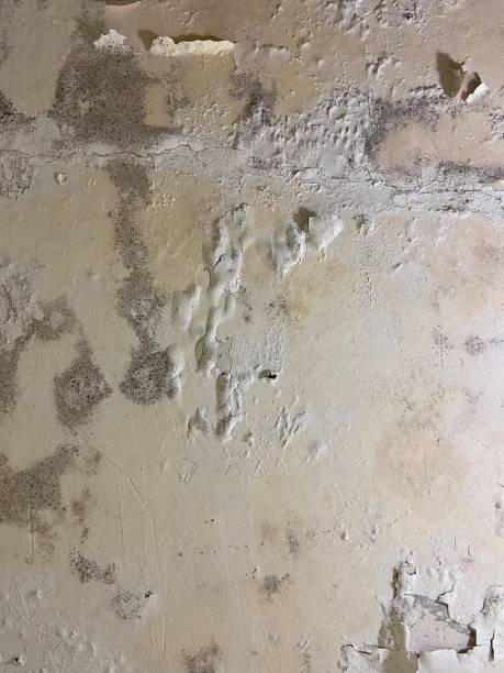Best White Mold Remediation in Scott, LA