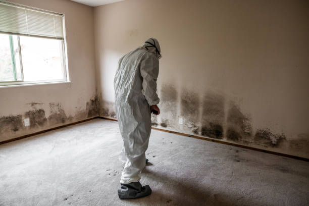 Best Commercial Mold Remediation in Scott, LA